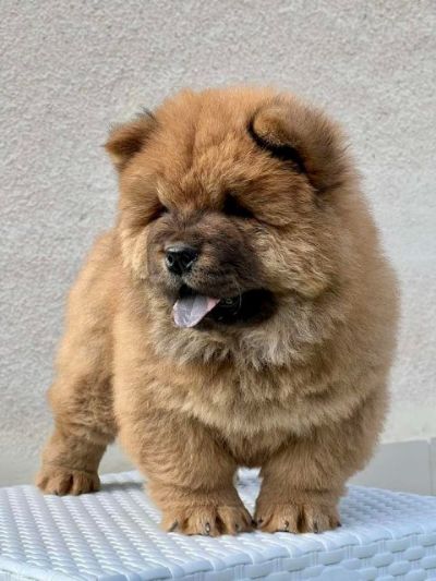 Cau Cau (Chow Chow) stenci